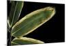 Sasa Veitchii (Kuma Bamboo Grass) - Leaf-Paul Starosta-Mounted Photographic Print