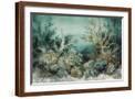 Brown Frame