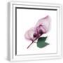 White Frame