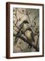 Brown Frame