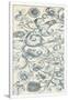 Gramercy White