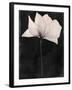 Chelsea Black