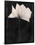 Gramercy Black