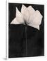 Gramercy White