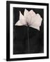 Gramercy Black