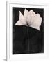 Gramercy White