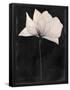 Essential Black