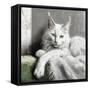 Sasha Wakes-Sasha-Framed Stretched Canvas