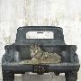Just the Print