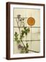 Brown Frame