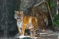 Female Wild White Tiger from Thailand-sasilsolutions-Photographic Print