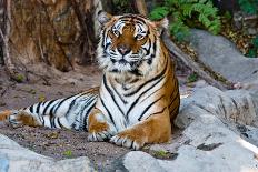 Female Wild Tiger From Thailand-sasilsolutions-Framed Photographic Print