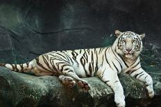 Female Wild Tiger from Thailand-sasilsolutions-Photographic Print