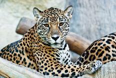 Wild Leopard-sasilsolutions-Photographic Print