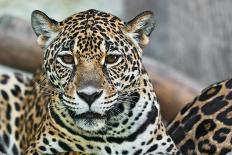 Wild Leopard-sasilsolutions-Photographic Print