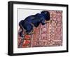 Saskia on a Patterned Carpet, 2000-Joan Thewsey-Framed Giclee Print