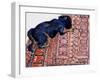 Saskia on a Patterned Carpet, 2000-Joan Thewsey-Framed Giclee Print