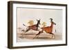 Sassaby and Hartebeest-William Cornwallis Harris-Framed Giclee Print