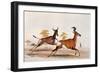 Sassaby and Hartebeest-William Cornwallis Harris-Framed Giclee Print