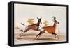 Sassaby and Hartebeest-William Cornwallis Harris-Framed Stretched Canvas