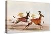 Sassaby and Hartebeest-William Cornwallis Harris-Stretched Canvas