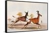 Sassaby and Hartebeest-William Cornwallis Harris-Framed Stretched Canvas