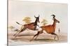 Sassaby and Hartebeest-William Cornwallis Harris-Stretched Canvas