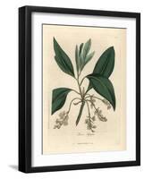 Sassafras Tree, Laurus Sassafras-James Sowerby-Framed Giclee Print