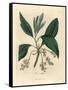 Sassafras Tree, Laurus Sassafras-James Sowerby-Framed Stretched Canvas