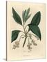 Sassafras Tree, Laurus Sassafras-James Sowerby-Stretched Canvas