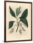 Sassafras Tree, Laurus Sassafras-James Sowerby-Framed Giclee Print