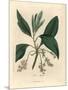 Sassafras Tree, Laurus Sassafras-James Sowerby-Mounted Giclee Print