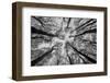 Sassofratino Reserve, Foreste Casentinesi National Park, Badia Prataglia, Tuscany, Italy-ClickAlps-Framed Premium Photographic Print