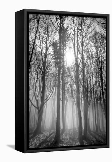 Sassofratino Reserve, Foreste Casentinesi National Park, Badia Prataglia, Tuscany, Italy-ClickAlps-Framed Stretched Canvas