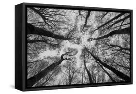 Sassofratino Reserve, Foreste Casentinesi National Park, Badia Prataglia, Tuscany, Italy-ClickAlps-Framed Stretched Canvas