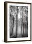 Sassofratino Reserve, Foreste Casentinesi National Park, Badia Prataglia, Tuscany, Italy-ClickAlps-Framed Photographic Print