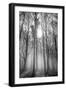 Sassofratino Reserve, Foreste Casentinesi National Park, Badia Prataglia, Tuscany, Italy-ClickAlps-Framed Photographic Print