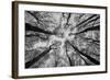 Sassofratino Reserve, Foreste Casentinesi National Park, Badia Prataglia, Tuscany, Italy-ClickAlps-Framed Photographic Print