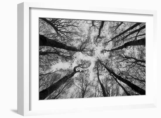 Sassofratino Reserve, Foreste Casentinesi National Park, Badia Prataglia, Tuscany, Italy-ClickAlps-Framed Photographic Print