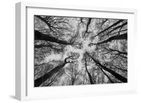 Sassofratino Reserve, Foreste Casentinesi National Park, Badia Prataglia, Tuscany, Italy-ClickAlps-Framed Photographic Print