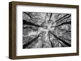 Sassofratino Reserve, Foreste Casentinesi National Park, Badia Prataglia, Tuscany, Italy-ClickAlps-Framed Photographic Print