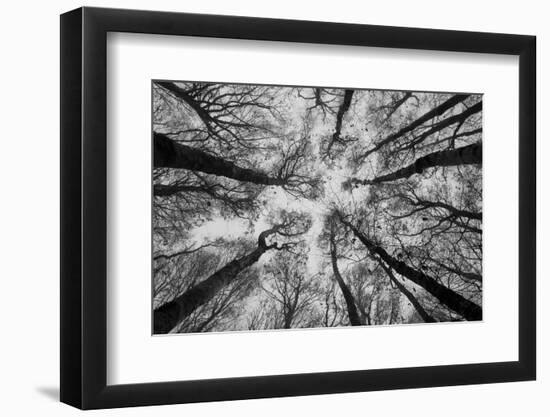 Sassofratino Reserve, Foreste Casentinesi National Park, Badia Prataglia, Tuscany, Italy-ClickAlps-Framed Photographic Print