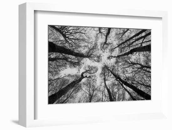 Sassofratino Reserve, Foreste Casentinesi National Park, Badia Prataglia, Tuscany, Italy-ClickAlps-Framed Photographic Print