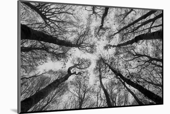 Sassofratino Reserve, Foreste Casentinesi National Park, Badia Prataglia, Tuscany, Italy-ClickAlps-Mounted Photographic Print