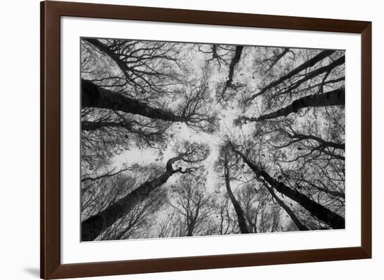 Sassofratino Reserve, Foreste Casentinesi National Park, Badia Prataglia, Tuscany, Italy-ClickAlps-Framed Photographic Print