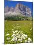 Sassolungo Group and Daisies, Sella Pass, Trento and Bolzano Provinces, Italian Dolomites, Italy-Frank Fell-Mounted Photographic Print