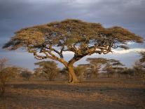 Acacia Tree, Serengeti, Tanzania, East Africa, Africa-Sassoon Sybil-Photographic Print