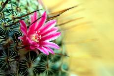 Blooming Pink Cactus Flowers-Satakorn-Framed Photographic Print