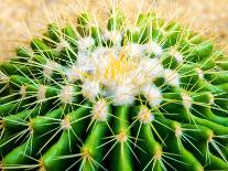 Blooming Pink Cactus Flowers-Satakorn-Framed Photographic Print