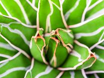 Cactus Species Echinocactus Grusonii, Golden Barrel Cactus-Satakorn-Photographic Print